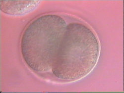 2 cell embryo
